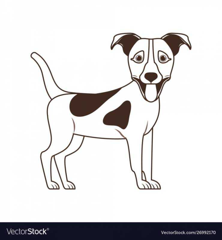 Джек Рассел терьер контур