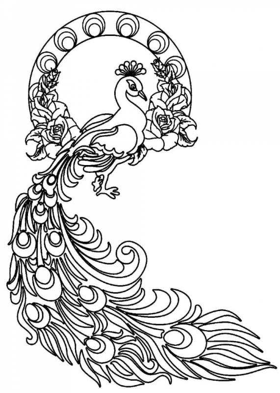 Жар птица раскраска