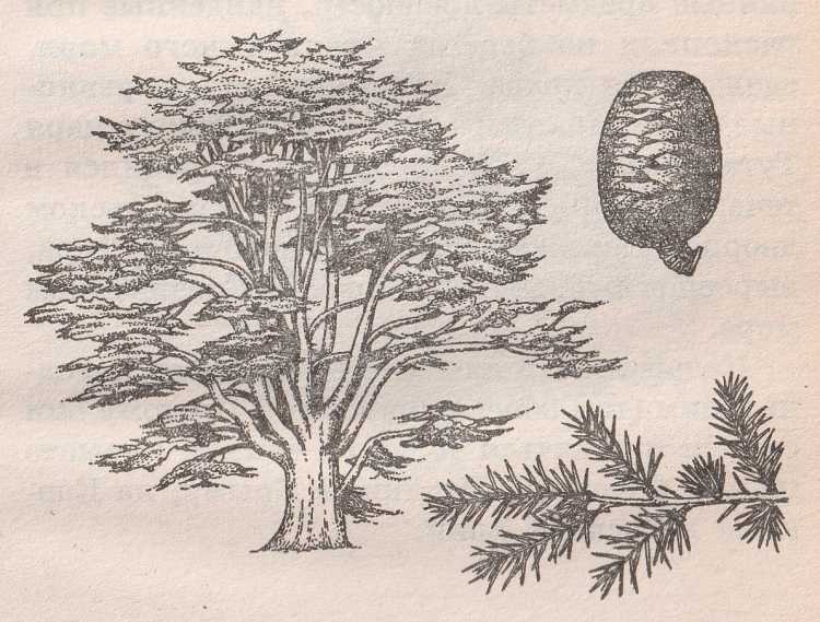 Шишка рисунок