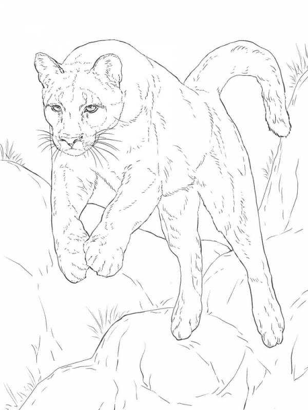 Снежный Барс Ирбис