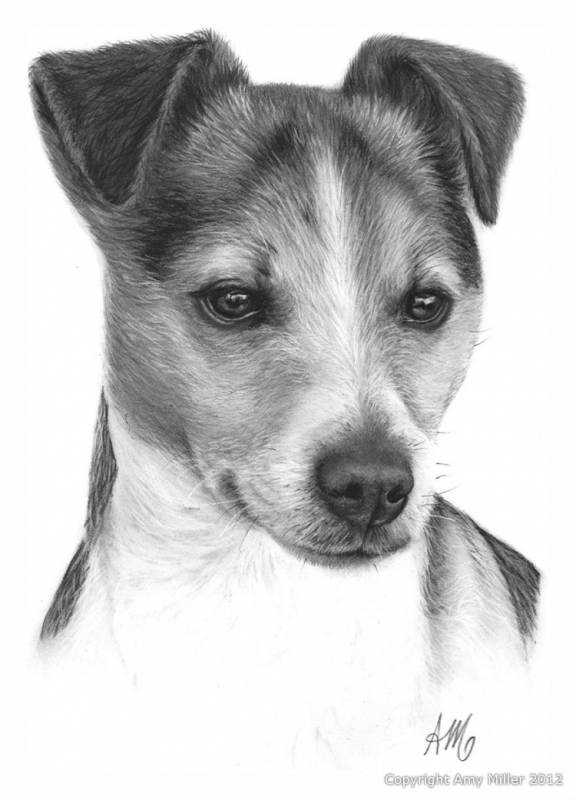 Джек-Рассел-терьер щенок