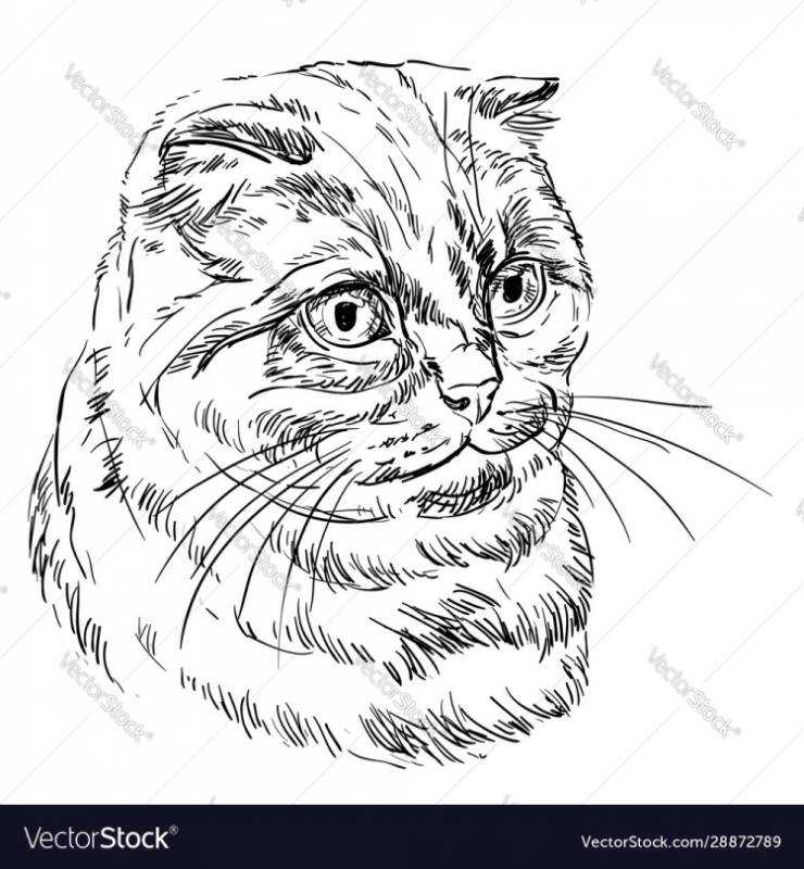 Поэтапное рисование кота вислоухого