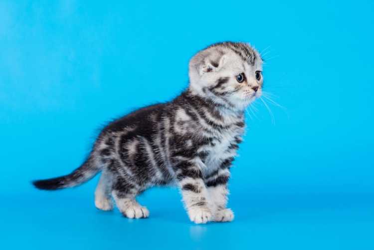 Вислоухий кот карандашом