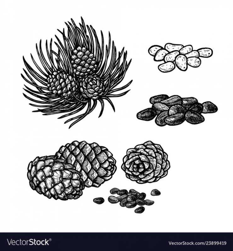 Сосна раскраска