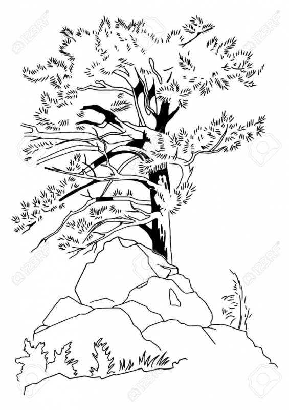 Сосна Веймутова шишка