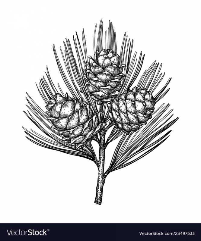 Кедровая шишка