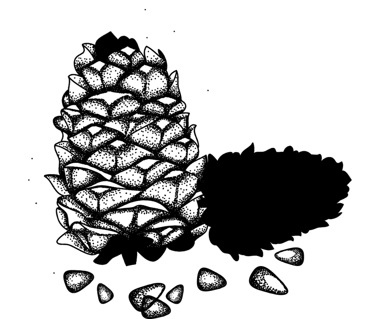 Липа силуэт дерева