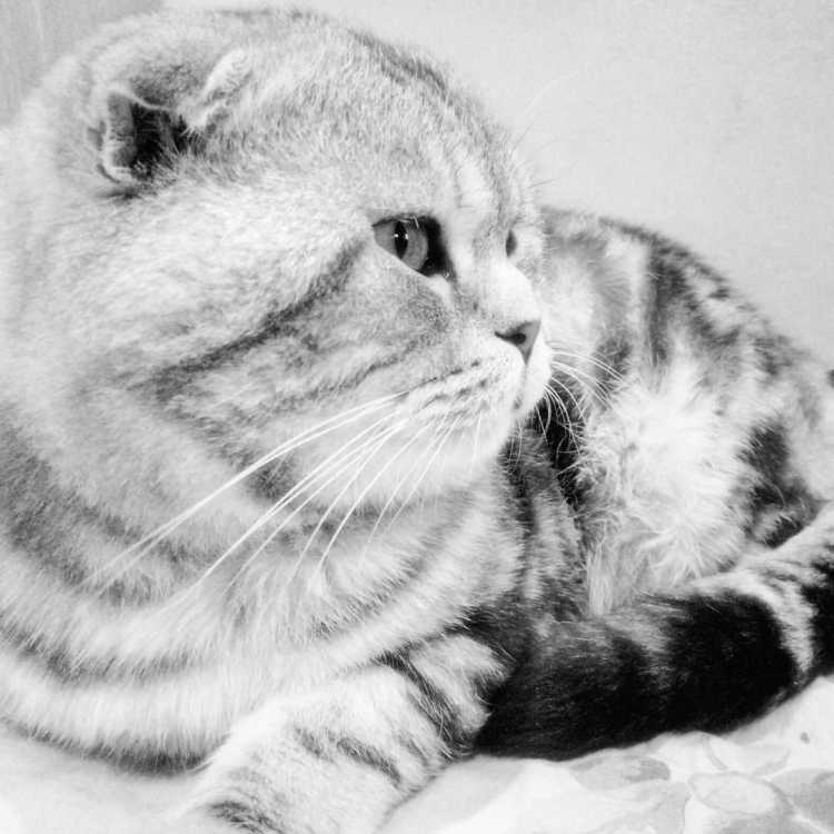 Раскраска кот