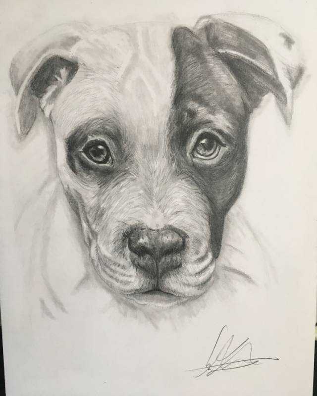 Нарисовать собаку Джек Рассел терьер