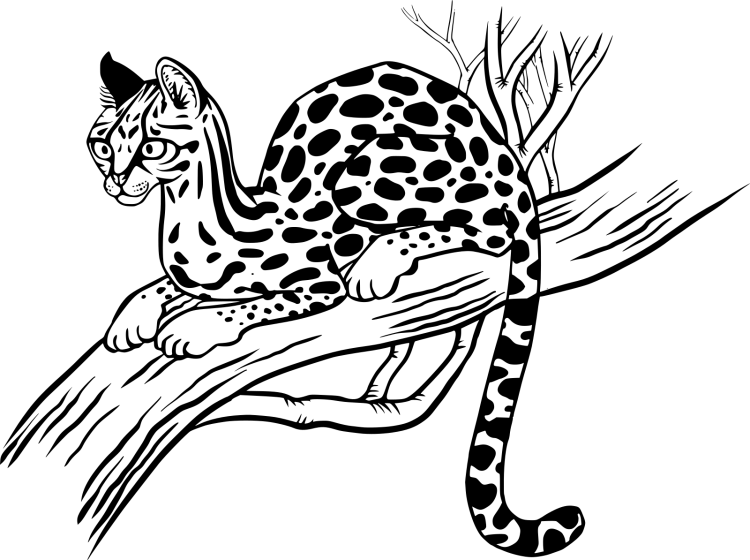 Рысь раскраска