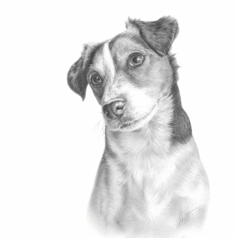 Джек Рассел