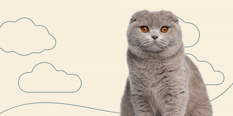 Раскраска кот британец