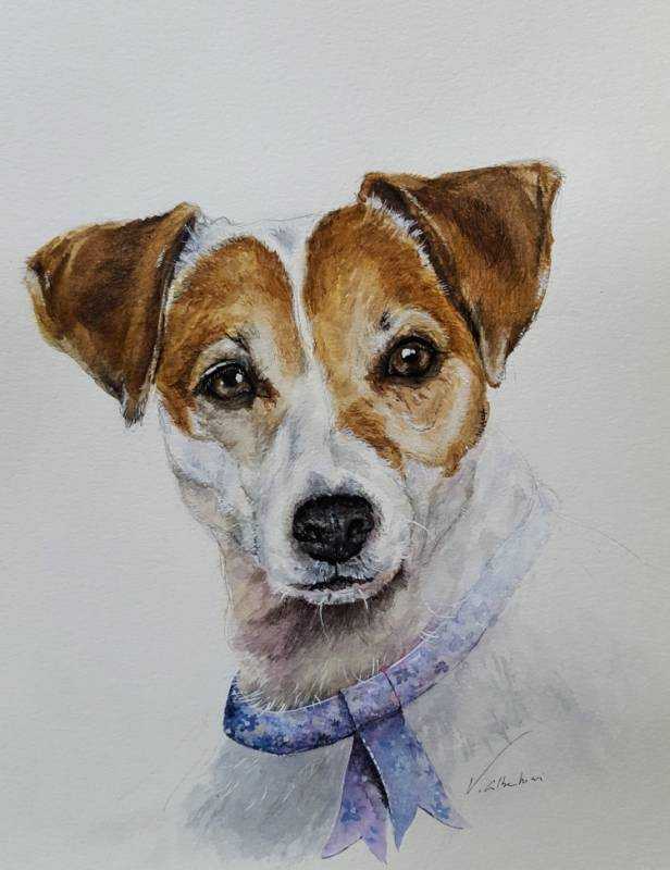 Джек-Рассел-терьер рисунок карандашом