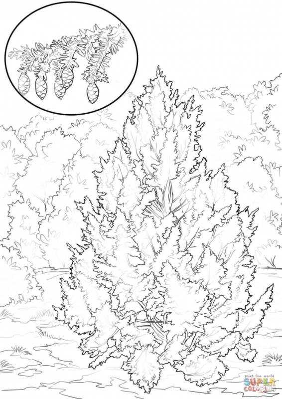 Шишки кедра