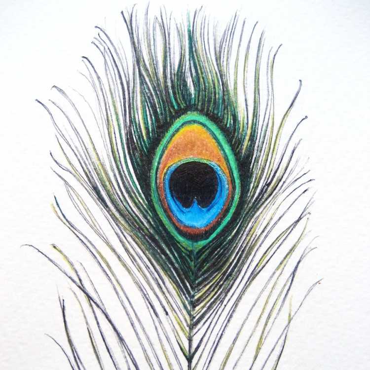 Перо павлина цветное