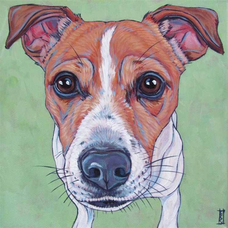 Джек Рассел контур