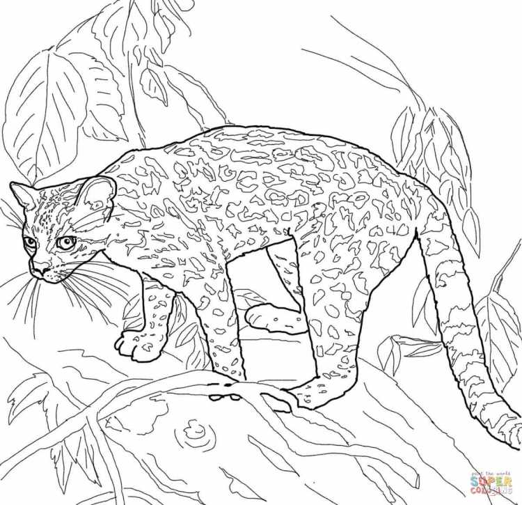 Раскраска гепард