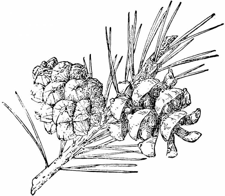 Шишка раскраска