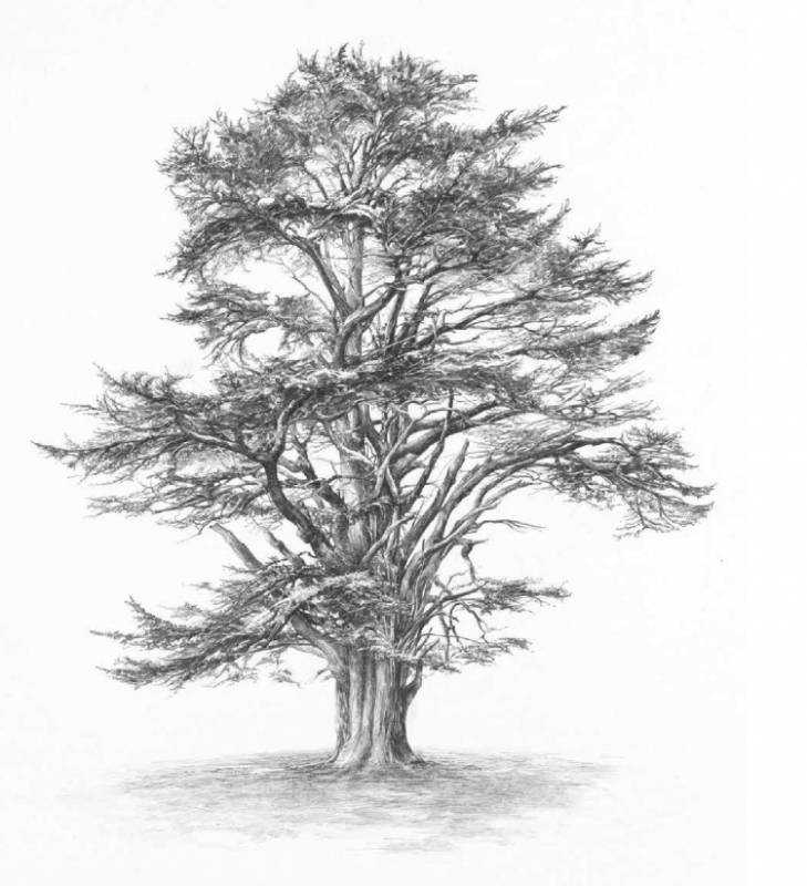 Кедровая шишка раскраска