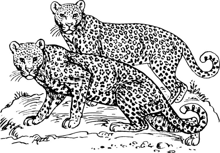 Раскраска пантера