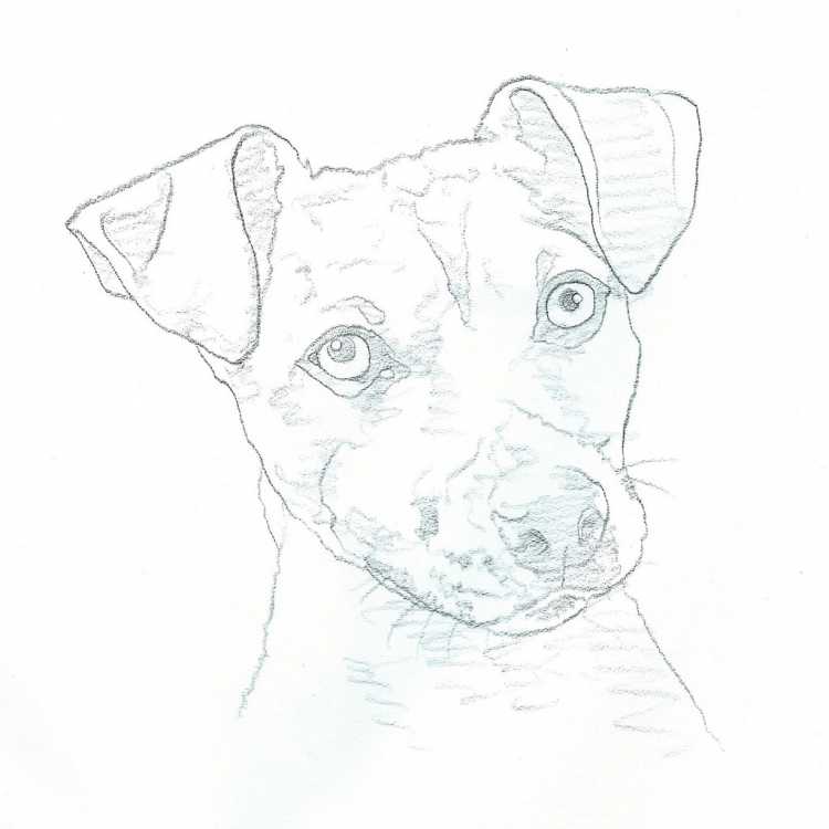 Собака Джек Рассел терьер вектор