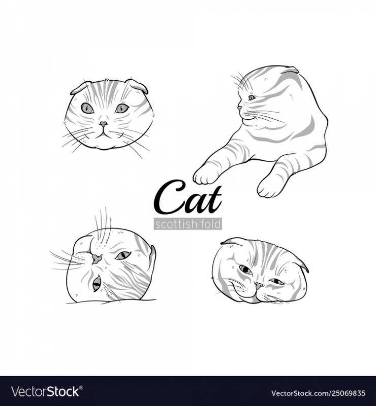 Нарисовать кошку толстую