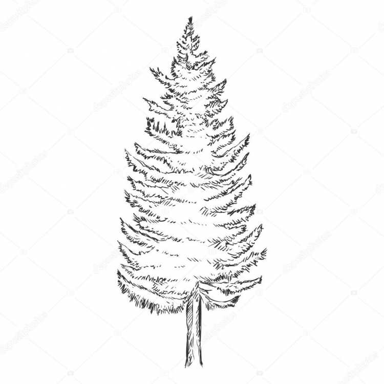 Кедровые шишки скетч