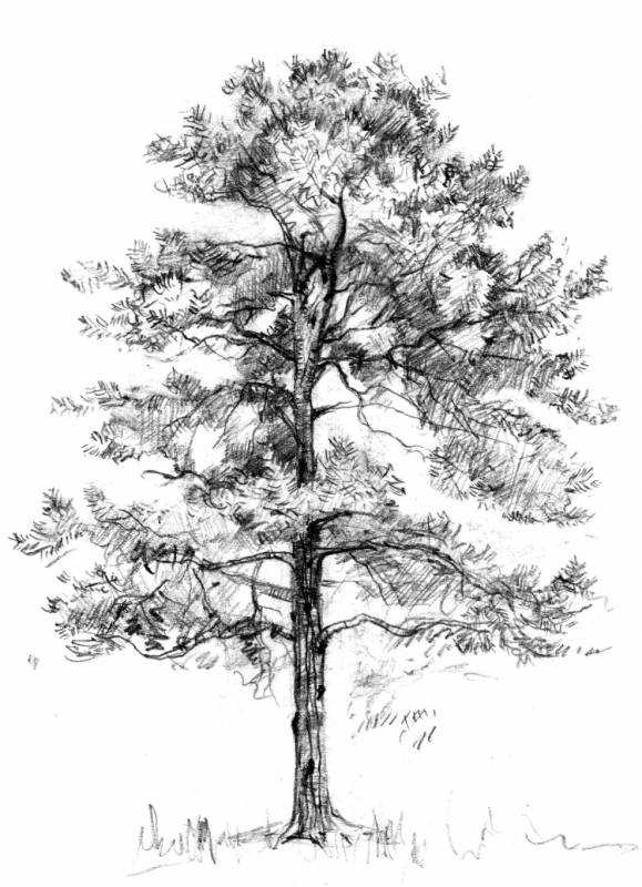 Пихта раскраска для детей