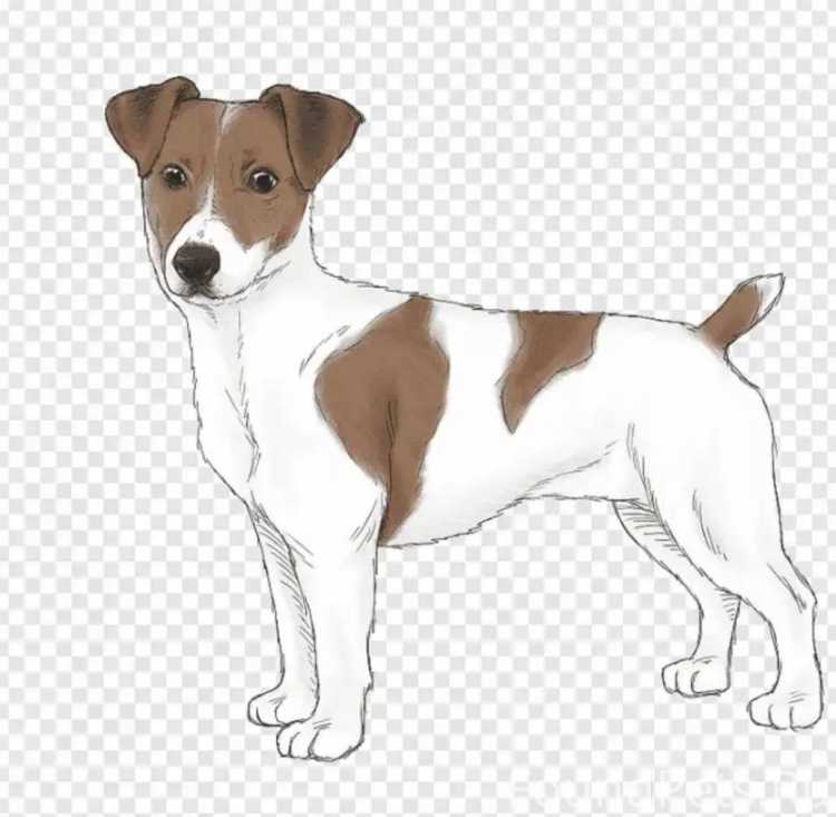 Джек Рассел контур