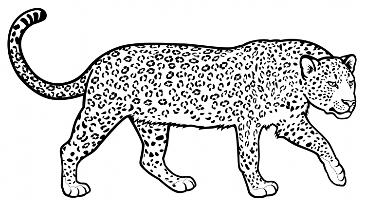 Дальневосточный леопард