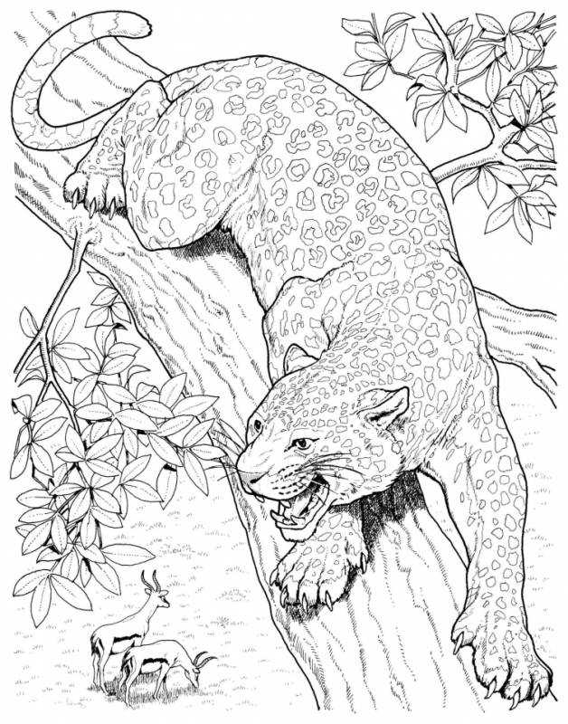 Раскраска гепард