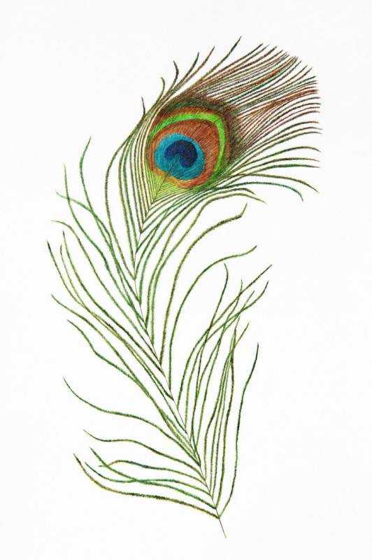 Рисование перо павлина