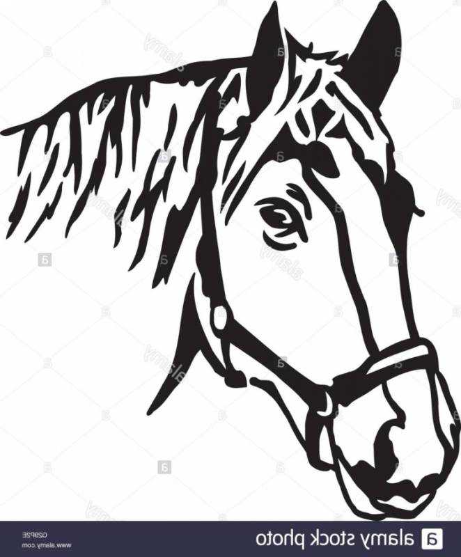 Голова лошади рисунок контур