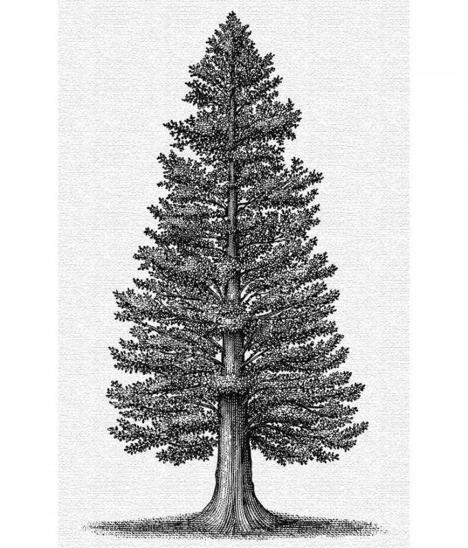 Кедр раскраска для детей