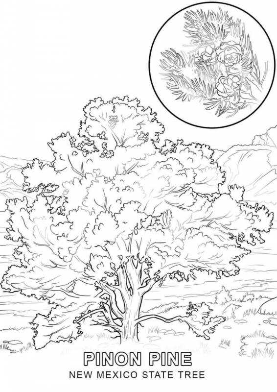 Раскраска хвойные деревья ель сосна лиственница