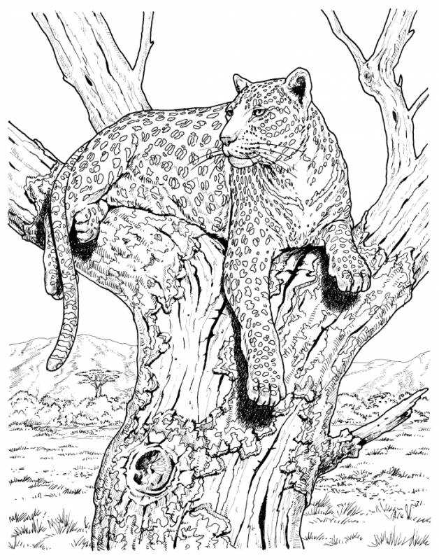 Разукрашки животных