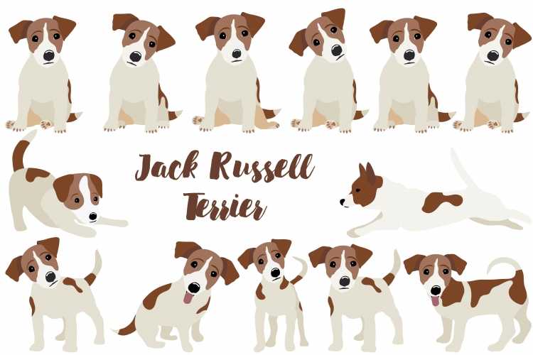 Анатомия собаки Джек Рассел терьер