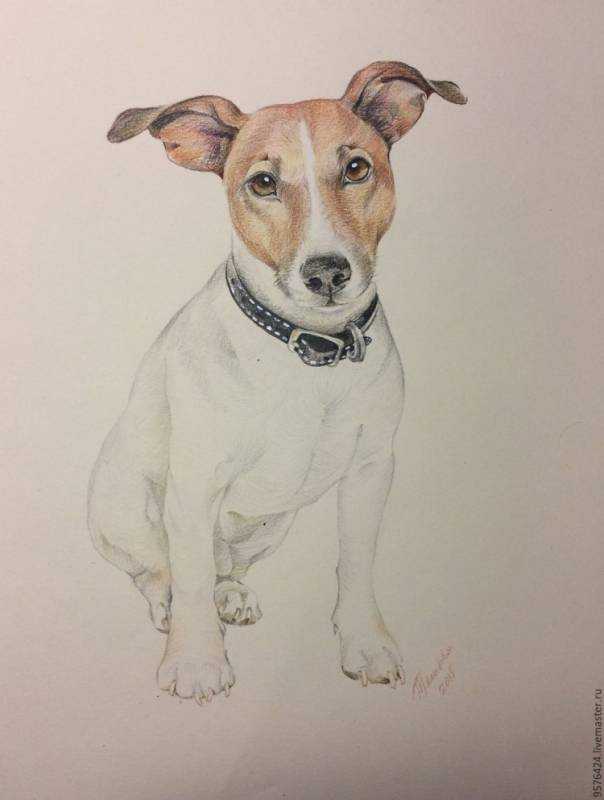 Джек Рассел стилизация