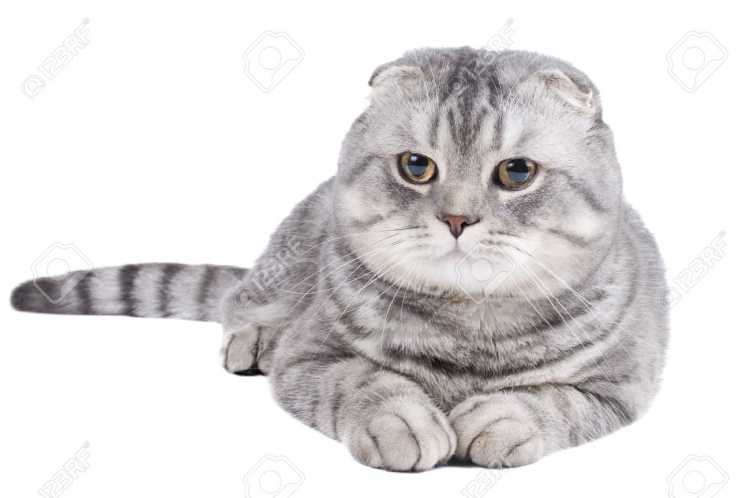 Раскраска Персидская кошка