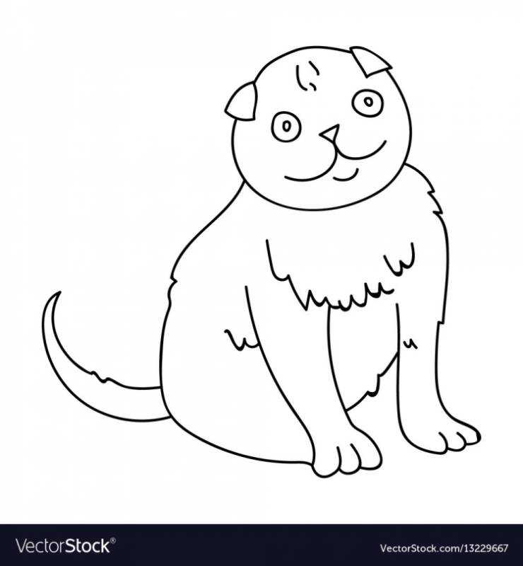 Шотландская кошка раскраска