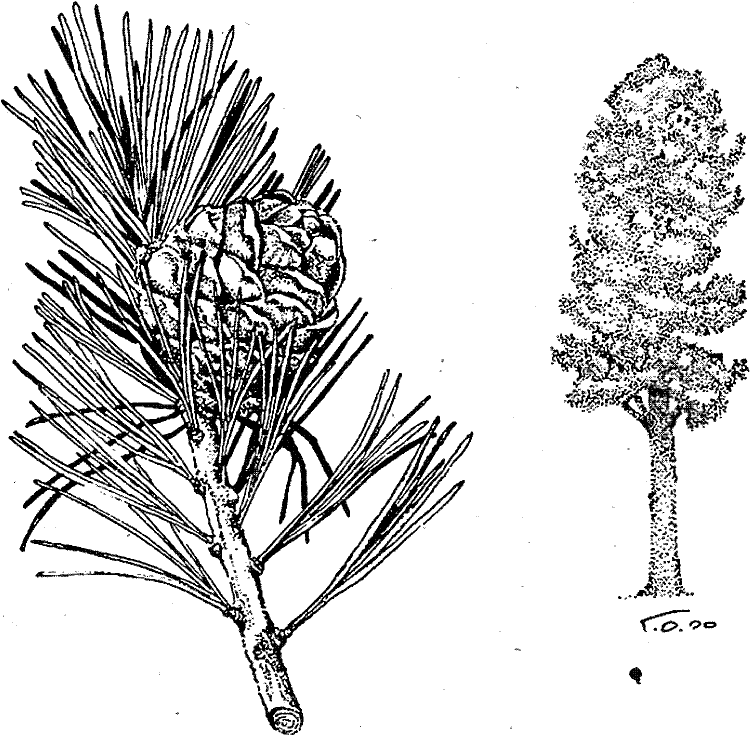 Хвойные деревья раскраска