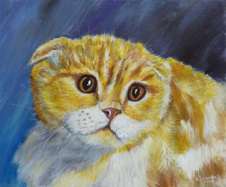 Шотландские котята на белом фоне