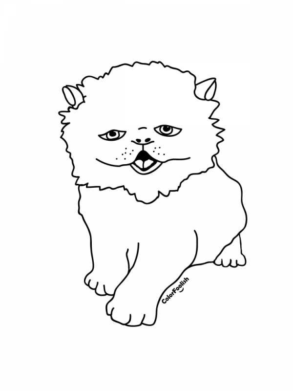 Раскраска вислоухий котёнок