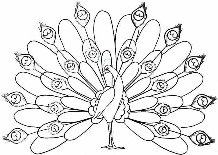 Павлин. Раскраска