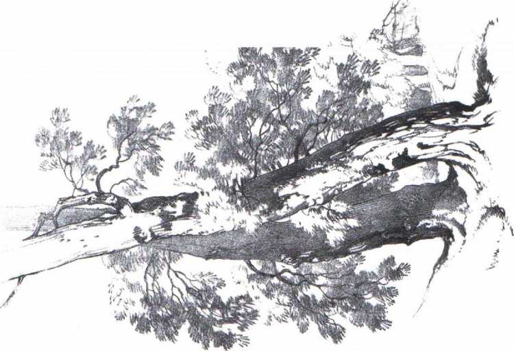 Шишка черно белая