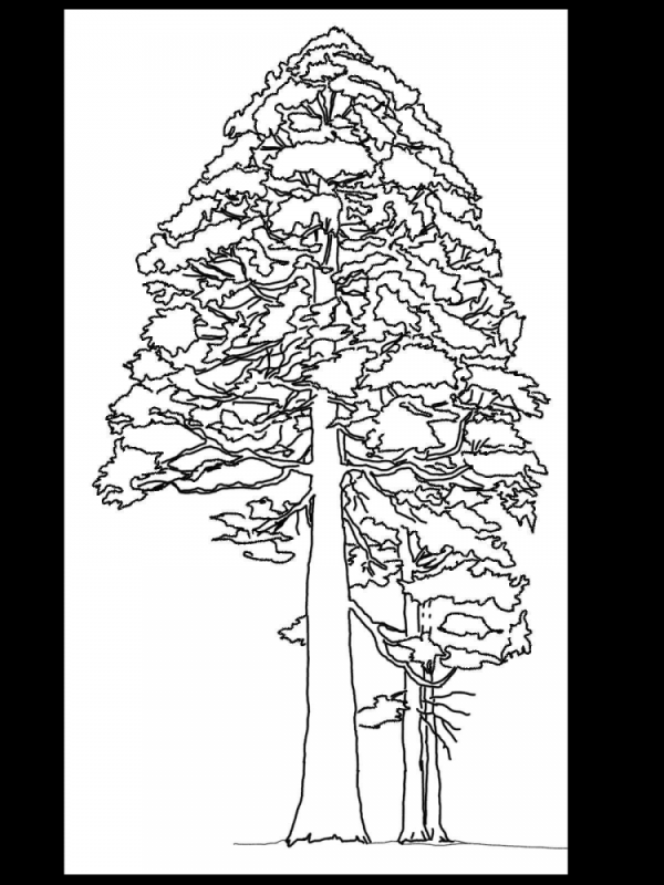 Секвойя дерево раскраска