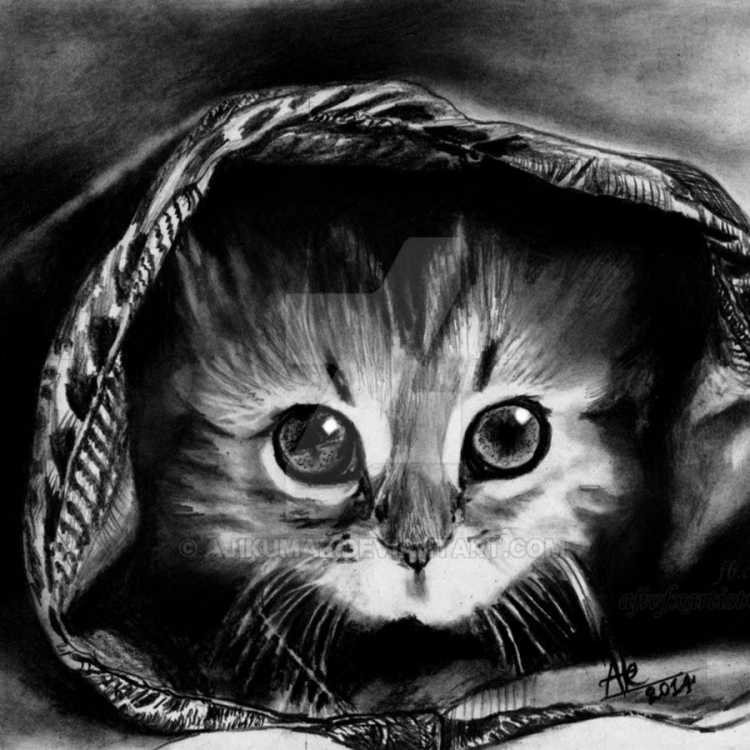 Вислоухий кот вектор