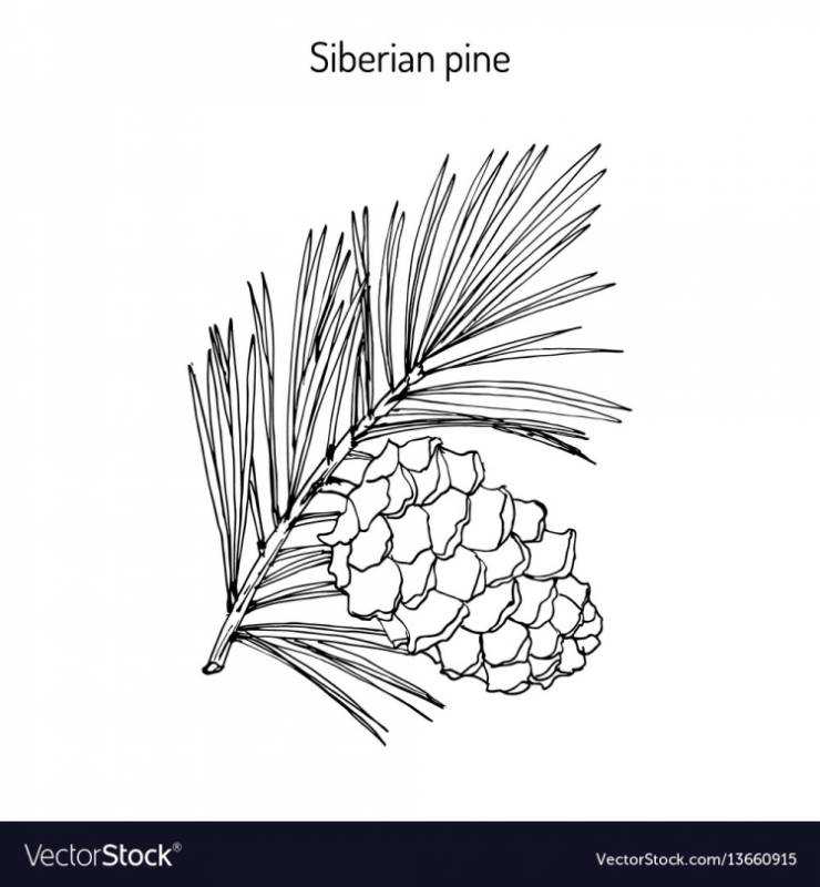 Шишка черно белая