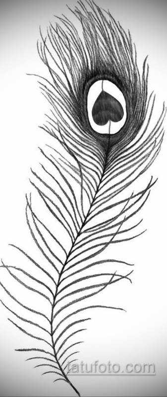 Перо павлина чб