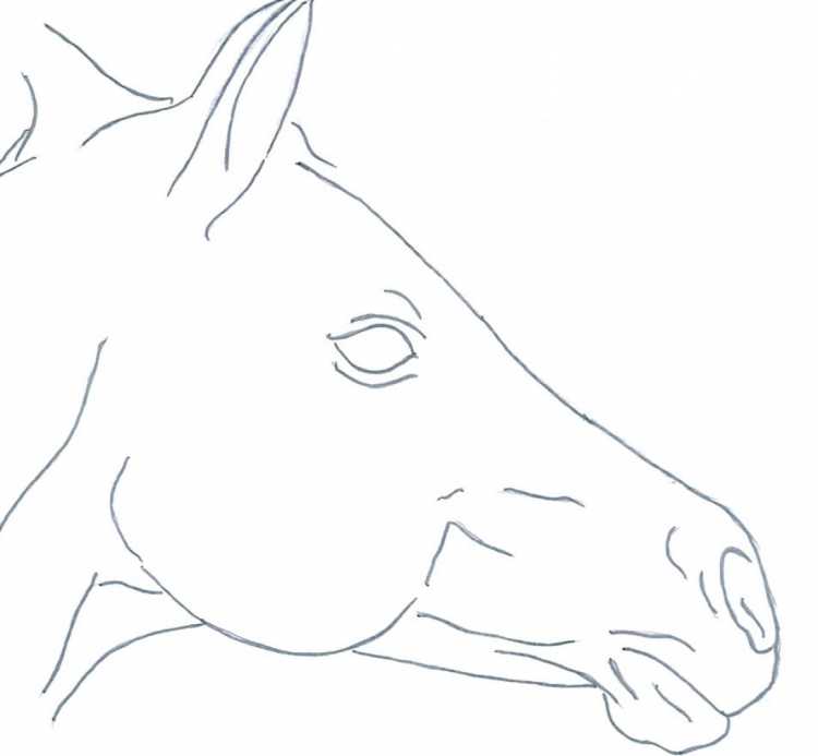 Голова лошади раскраска